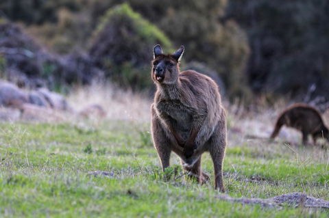 Sea Dragon Kangaroo Island - Accommodation Bookings 26