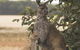 Sea Dragon Kangaroo Island - thumb 29