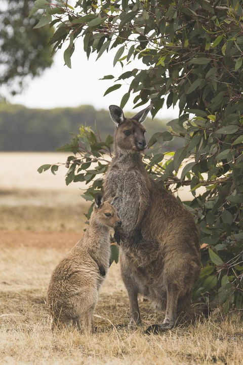 Sea Dragon Kangaroo Island - Accommodation Bookings 29