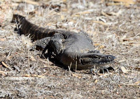Sea Dragon Kangaroo Island - Accommodation Bookings 24