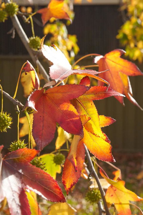 Motel Mount Gambier - Accommodation Bookings 22