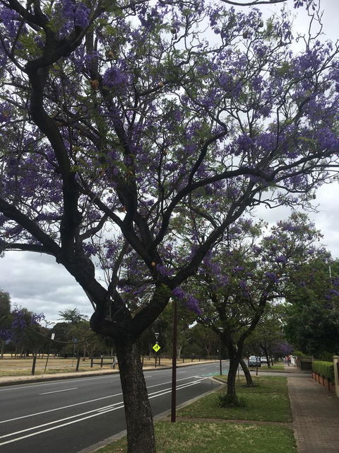 Adelaide Style Accommodation-Close To City-North Adelaide-3 Bdrm- FREE Parking - Accommodation Bookings 34