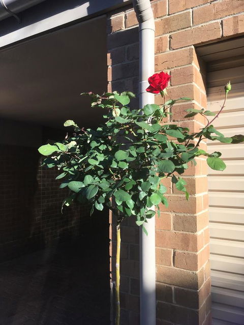 Adelaide Style Accommodation-Close To City-North Adelaide-3 Bdrm- FREE Parking - Accommodation Bookings 21
