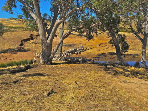 Rabbiters Hut - Accommodation Bookings 22
