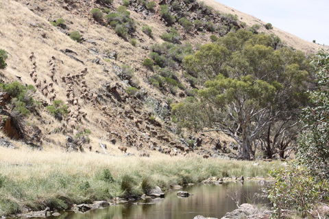 Rabbiters Hut - Accommodation Bookings 29