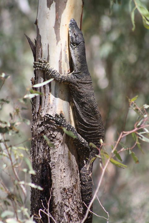 Rabbiters Hut - Accommodation Bookings 30