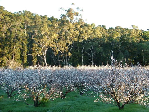 Taralee Orchards - Accommodation Bookings 5