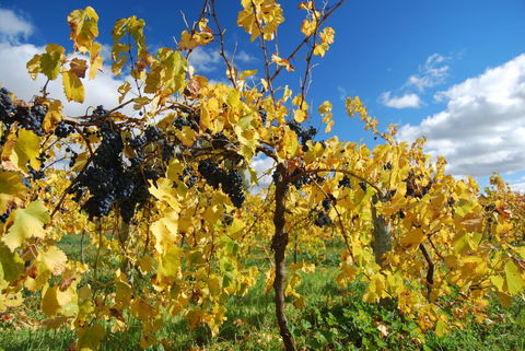 Novotel Barossa Valley Resort - Accommodation Bookings 10