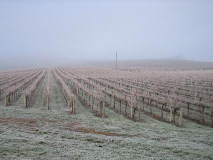 Vineyard Cottage BnB - Accommodation Bookings 12