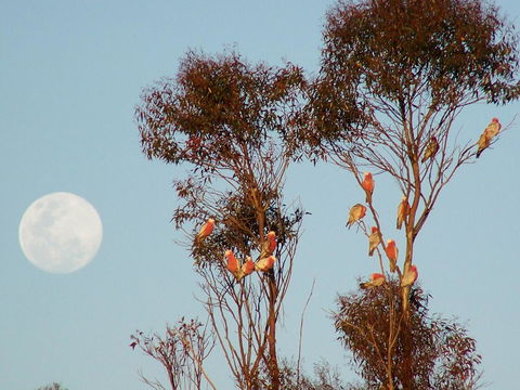 Burra Motor Inn - Accommodation Bookings 28