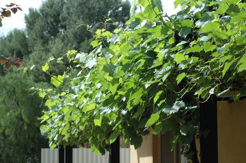 Burra Motor Inn - Accommodation Bookings 15