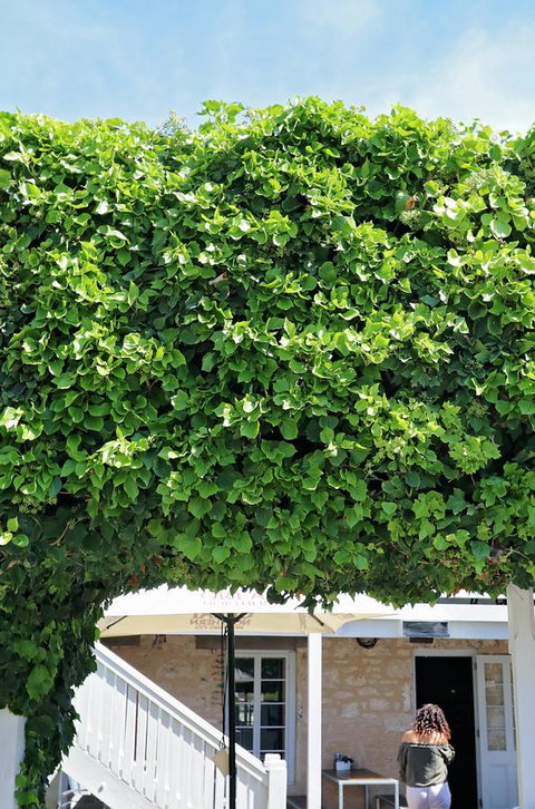 Caledonian Inn - Accommodation Bookings 21