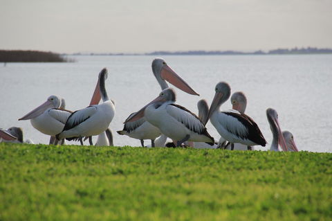 Lake Albert Motel - Accommodation Bookings 16