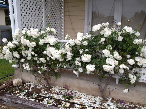 Railway Cottage In Beachport - Accommodation Bookings 12