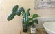 Yallaroo Cottage - thumb 13