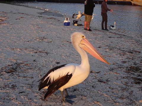 Aurora Holiday Apartment @West Beach - Accommodation Bookings 11