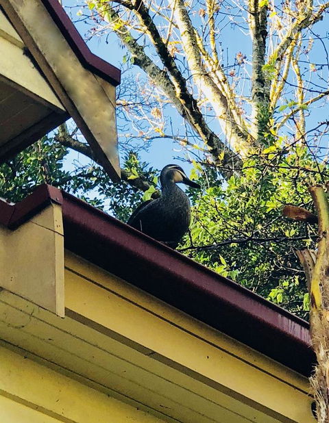 Aldgate Creek Cottage Bed And Breakfast - Accommodation Bookings 26