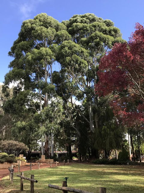 Forest Lodge Resort - Accommodation Bookings 15