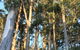 Forest Lodge Resort - thumb 37