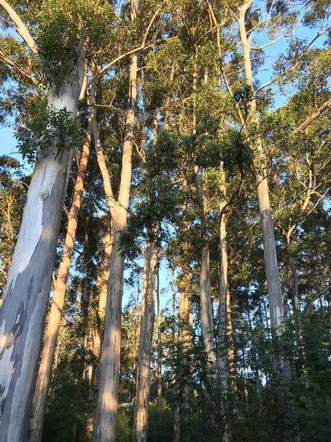 Forest Lodge Resort - Accommodation Bookings 37