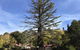 Forest Lodge Resort - thumb 38
