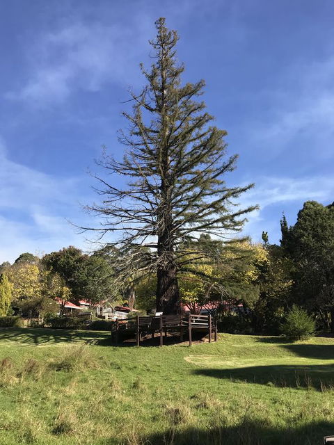Forest Lodge Resort - Accommodation Bookings 38
