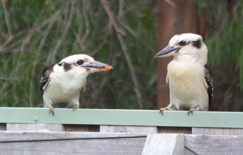 Riverview Tourist Park - Accommodation Bookings 27
