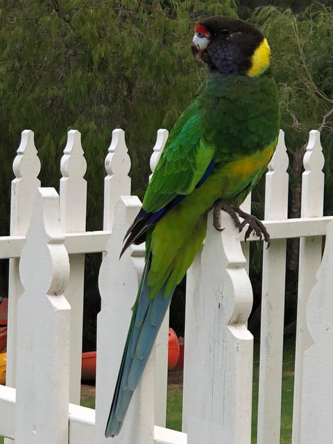 Riverview Tourist Park - Accommodation Bookings 20