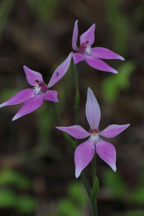 Sapphire Chalets, Augusta - Accommodation Bookings 17