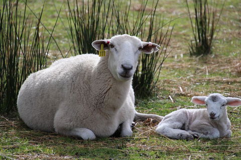 Sapphire Chalets, Augusta - Accommodation Bookings 11