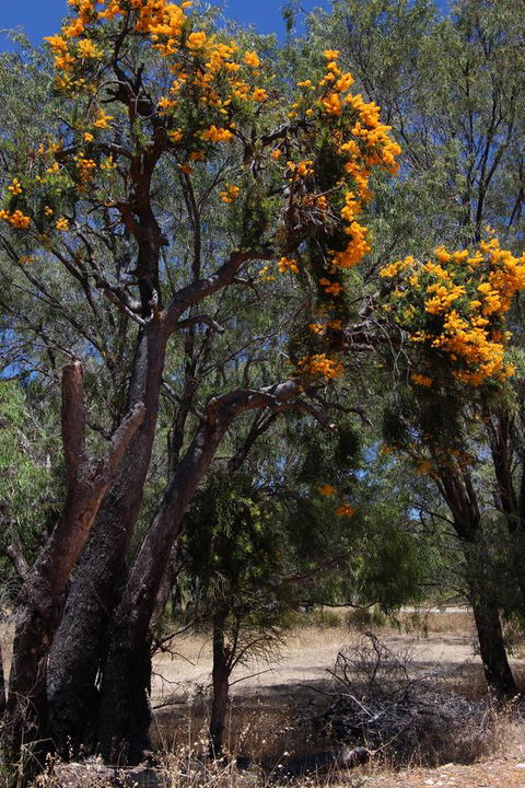 Sapphire Chalets, Augusta - Accommodation Bookings 12