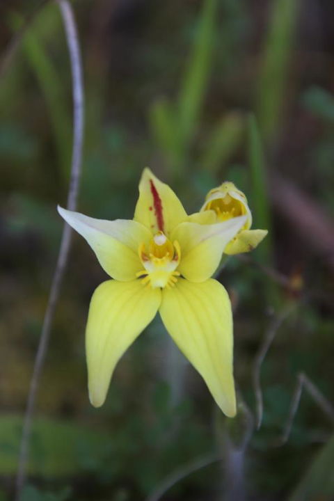 Sapphire Chalets, Augusta - Accommodation Bookings 18