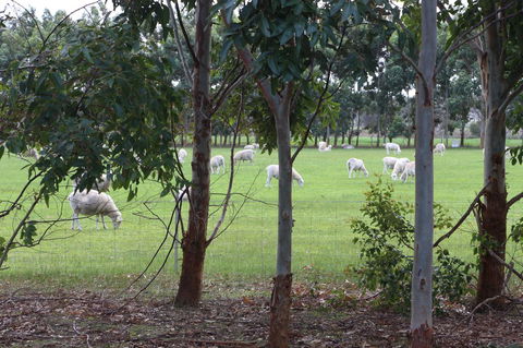 Sapphire Chalets, Augusta - Accommodation Bookings 10