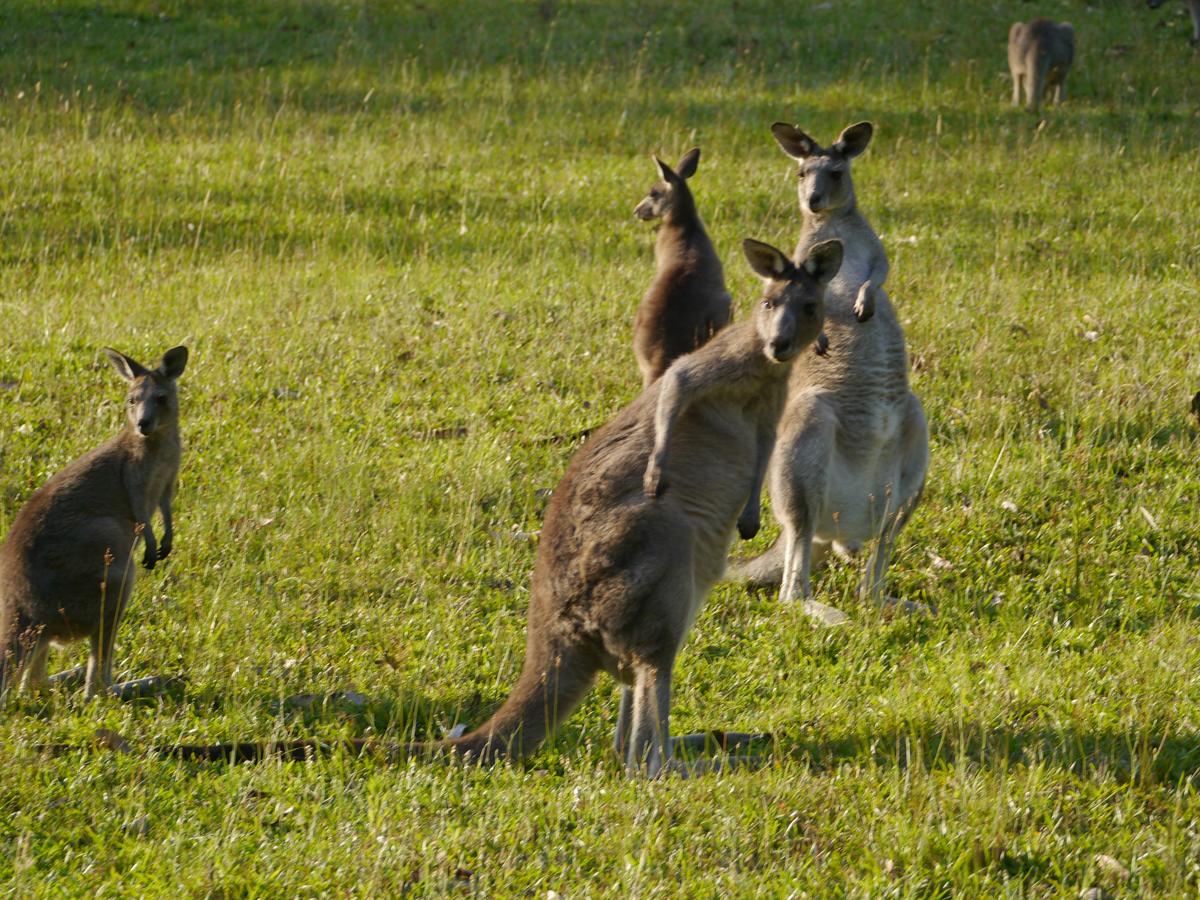 Dungowan Holiday Accommodation - thumb 27