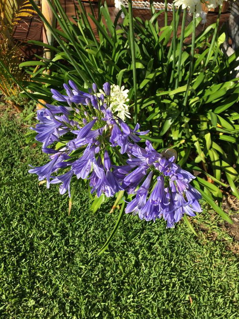 Bella Bali Gardens - Accommodation Bookings 21