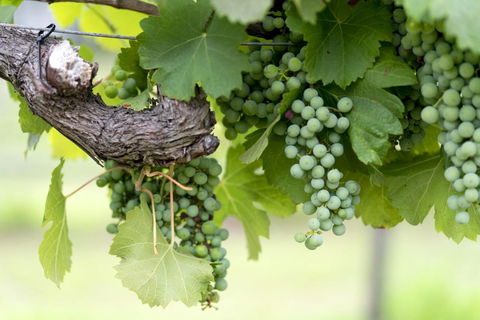 Thistle Hill Guesthouse - Walk To Many Wineries And Restaurants - Accommodation Bookings 44