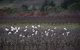 Borrodell Vineyard - thumb 32