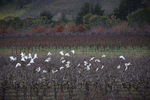Borrodell Vineyard - Accommodation Bookings 32