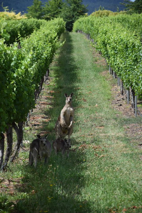 Borrodell Vineyard - Accommodation Bookings 31