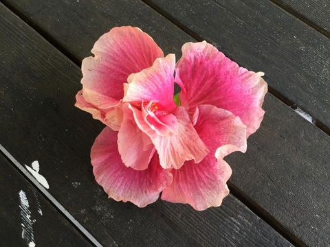 Hat Head Beach Cottage 1 - Accommodation Bookings 1