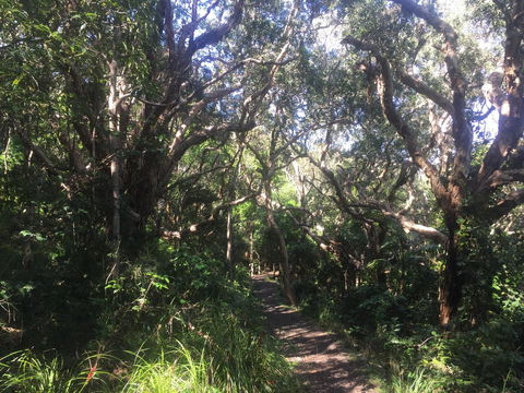 Hat Head Beach Cottage 1 - Accommodation Bookings 24