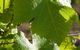 Ironstone Estate Lovedale - thumb 35