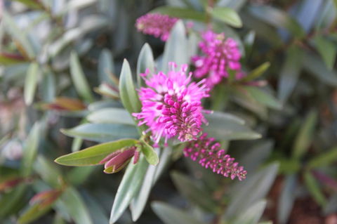 Grand Manor Motor Inn - Accommodation Bookings 3