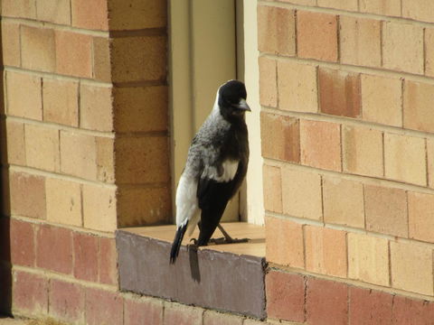 Allonville Gardens Motel - Accommodation Bookings 34