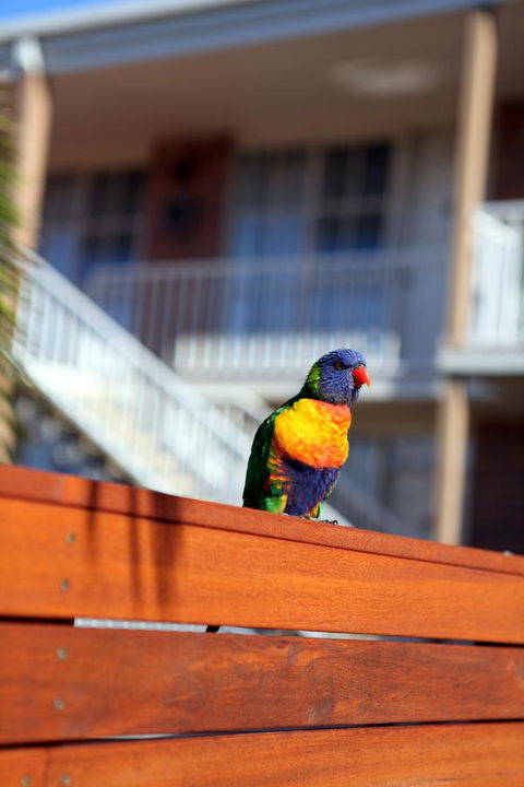 Summerhill Motor Inn - Accommodation Bookings 30
