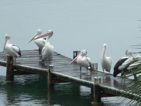 Pelican H2O One & Two Bedroom Apartments - Accommodation Bookings 6