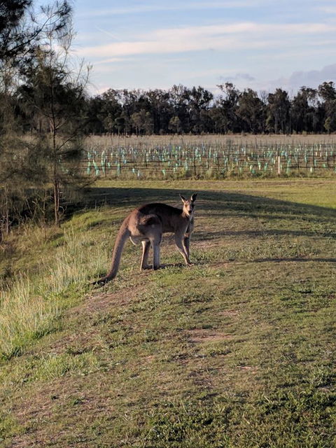 Madigan Wine Country Cottages - Accommodation Bookings 7