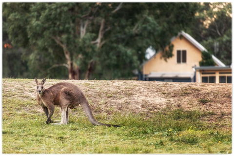 Madigan Wine Country Cottages - Accommodation Bookings 4