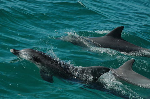 Jervis Bay Vista - Accommodation Bookings 18