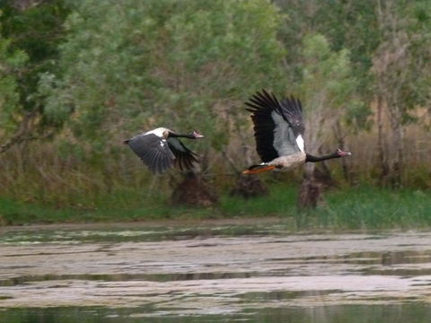 Mercure Kakadu Crocodile - Accommodation Bookings 31